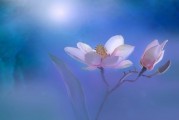 夢(mèng)境中的月經(jīng)之謎，一次心靈與生理的交織體驗(yàn)，夢(mèng)境中的月經(jīng)之謎，心靈與生理的交織體驗(yàn)