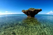 鯊魚游戲免費(fèi)下載，帶你體驗(yàn)最真實(shí)的海洋世界，鯊魚游戲下載，海洋世界的驚險(xiǎn)冒險(xiǎn)！