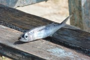 懷孕夢(mèng)到好多魚(yú)的寓意與解讀，懷孕夢(mèng)到好多魚(yú)的寓意與解析