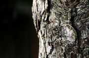 夢(mèng)中的樹折斷，象征與反思