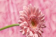 花花姑娘游戲免費(fèi)下載，花花姑娘，全平臺無限制游戲免費(fèi)下載