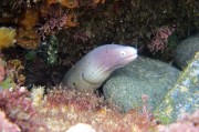夢(mèng)中的鰻魚之旅，夢(mèng)游鰻魚之旅