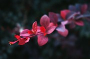 夢中重逢，思念無盡——我的母親，夢中重逢，思念無盡——懷念母親的情感之旅
