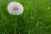 種下希望之夢——我的玉米種植夢，種下希望之夢——我的玉米種植之旅