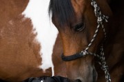 小馬游戲大全，下載、體驗全境，暢玩小馬游戲，全部游戲的下載與體驗指南