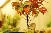 夢(mèng)到捉螃蟹，寓意與解讀，夢(mèng)到捉螃蟹，寓意與解讀