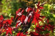 紅衣之夢(mèng)，一場(chǎng)色彩斑斕的夢(mèng)境探索，紅衣之夢(mèng)，色彩斑斕的夢(mèng)境探索