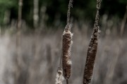 夢中折枝，探尋心靈與自然的微妙聯(lián)系，夢中折枝，心靈與自然的微妙聯(lián)系探索