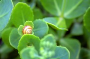 周公解夢之夢到金魚，周公解夢，夢到金魚的含義