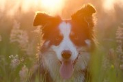 媽媽夢中的神秘之犬，媽媽夢中的神秘之犬，犬影幻夢