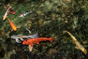 夢到魚和水，預(yù)示著什么？，夢到魚和水，預(yù)示的寓意與解析