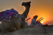 夢(mèng)中的騾子之旅，夢(mèng)中的騾子之旅之旅的奇妙體驗(yàn)
