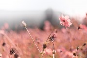 夢(mèng)中偶遇，那突然的相遇