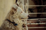 夢中尋犬記，小狗丟失后的奇跡重逢，夢中尋犬記，奇跡重逢的感人故事