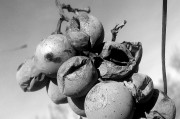 女人做夢(mèng)夢(mèng)到蛇的深層含義，女人夢(mèng)到蛇的深層含義解析