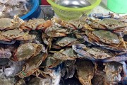 夢(mèng)中奇遇，螃蟹與魚(yú)的共舞，夢(mèng)中奇遇，螃蟹與魚(yú)的共舞