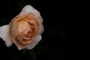 夢(mèng)到拜觀音，心靈深處的祈愿與感悟，夢(mèng)拜觀音，心靈深處的祈愿與感悟