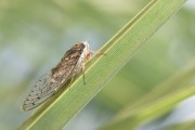 夢(mèng)中的蟬鳴，夢(mèng)中的蟬鳴聲