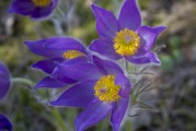 鮮花游戲免費(fèi)體驗(yàn)，超值！鮮花游戲免費(fèi)體驗(yàn)，讓生活更浪漫