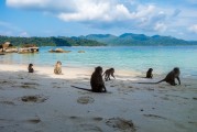 夢境中的猴子之旅，夢境中的猴子之旅之旅的奇幻探索
