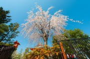 夢(mèng)中的大櫻桃，一場(chǎng)甜蜜的奇幻之旅