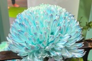 年產(chǎn)值超5000億元！“鮮花經(jīng)濟”一路生花