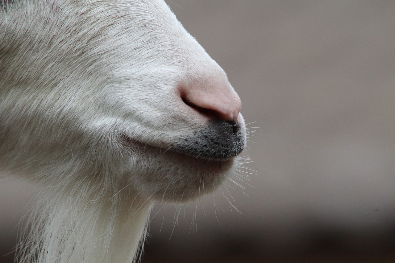 動物醫(yī)學本科分數山東_動物醫(yī)學山東有哪些學校