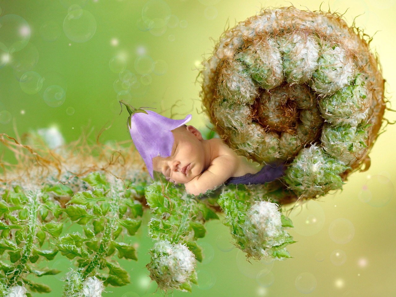 夢中的神秘使者——蟾蜍的啟示，夢中的神秘使者，蟾蜍的啟示之力