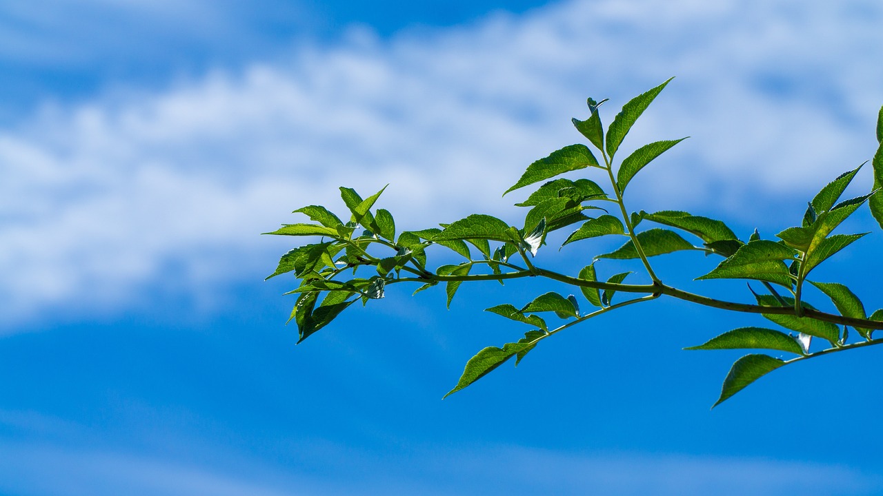 夢(mèng)中的大樹(shù)，生命的啟示與象征