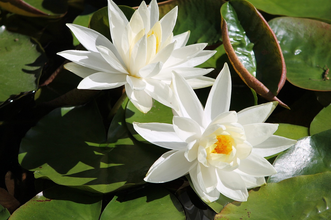 夢(mèng)中親人喜結(jié)連理，情感交織的奇妙體驗(yàn)