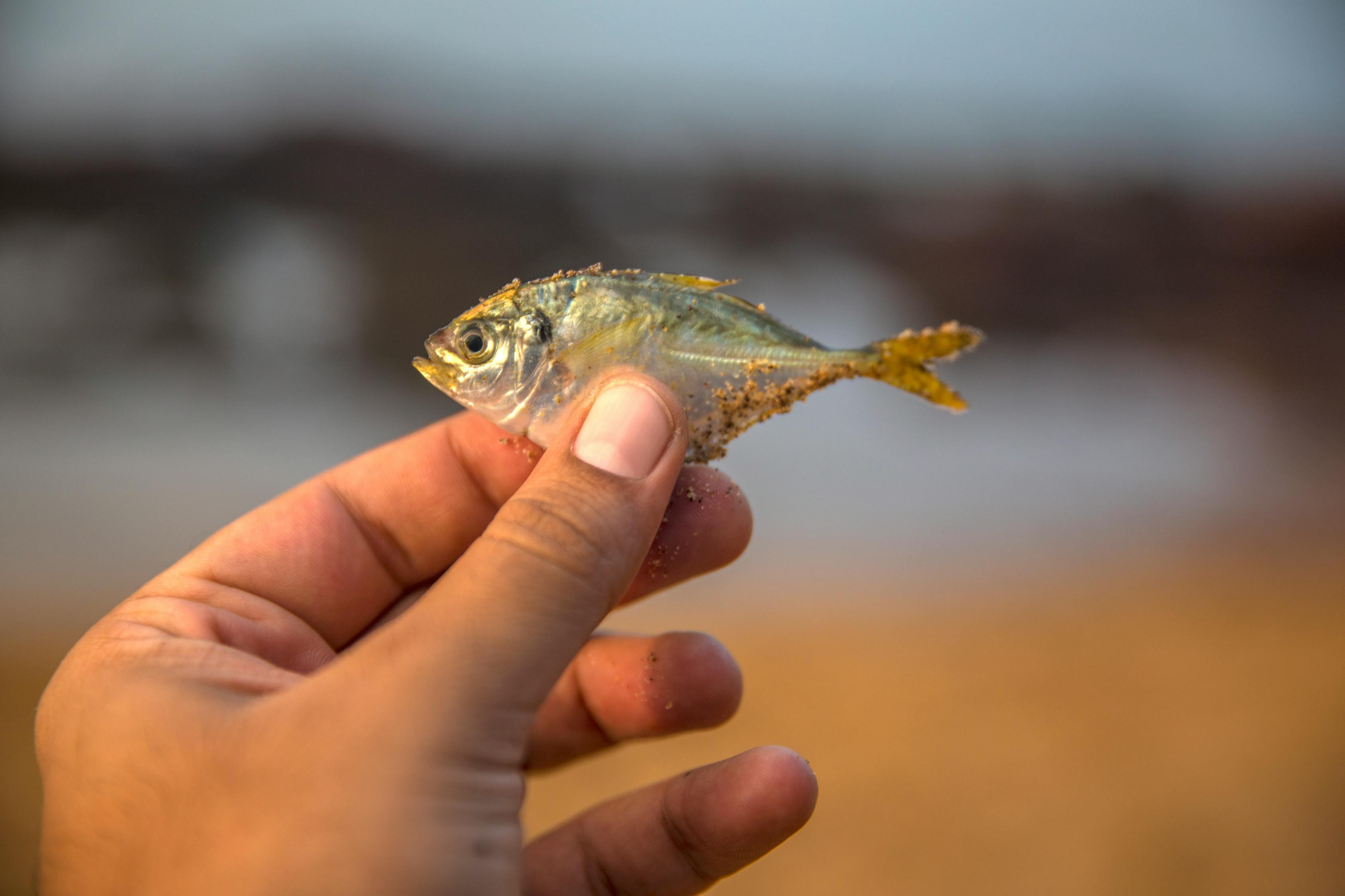 夢到釣到魚，寓意與解讀