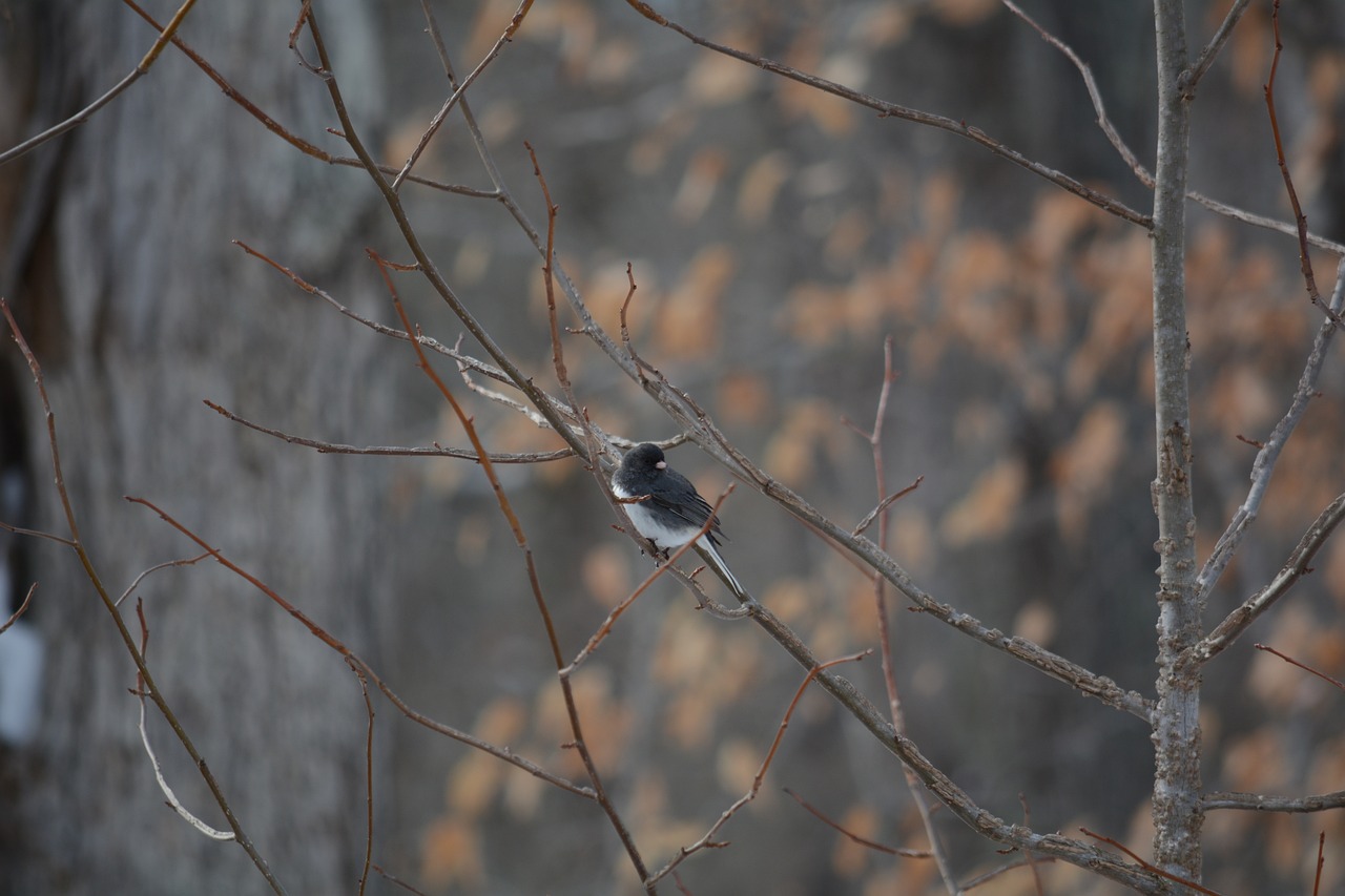 夢(mèng)到抓鳥(niǎo)，寓意與解讀