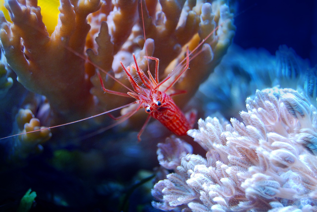 夢游水族世界，魚與蝦的神秘夢境