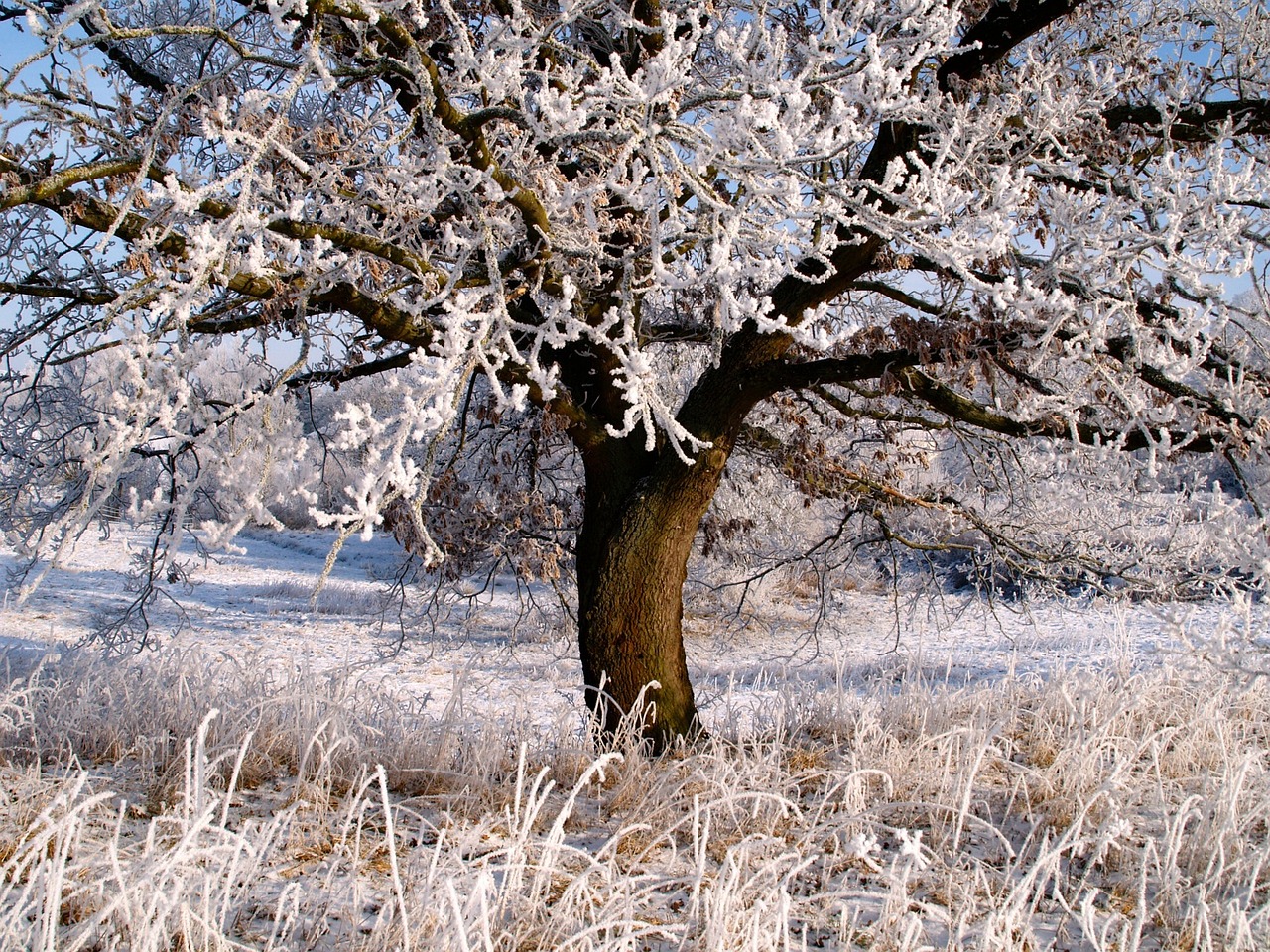 夢(mèng)中的雪舞，一場(chǎng)飄灑的冬日之夢(mèng)