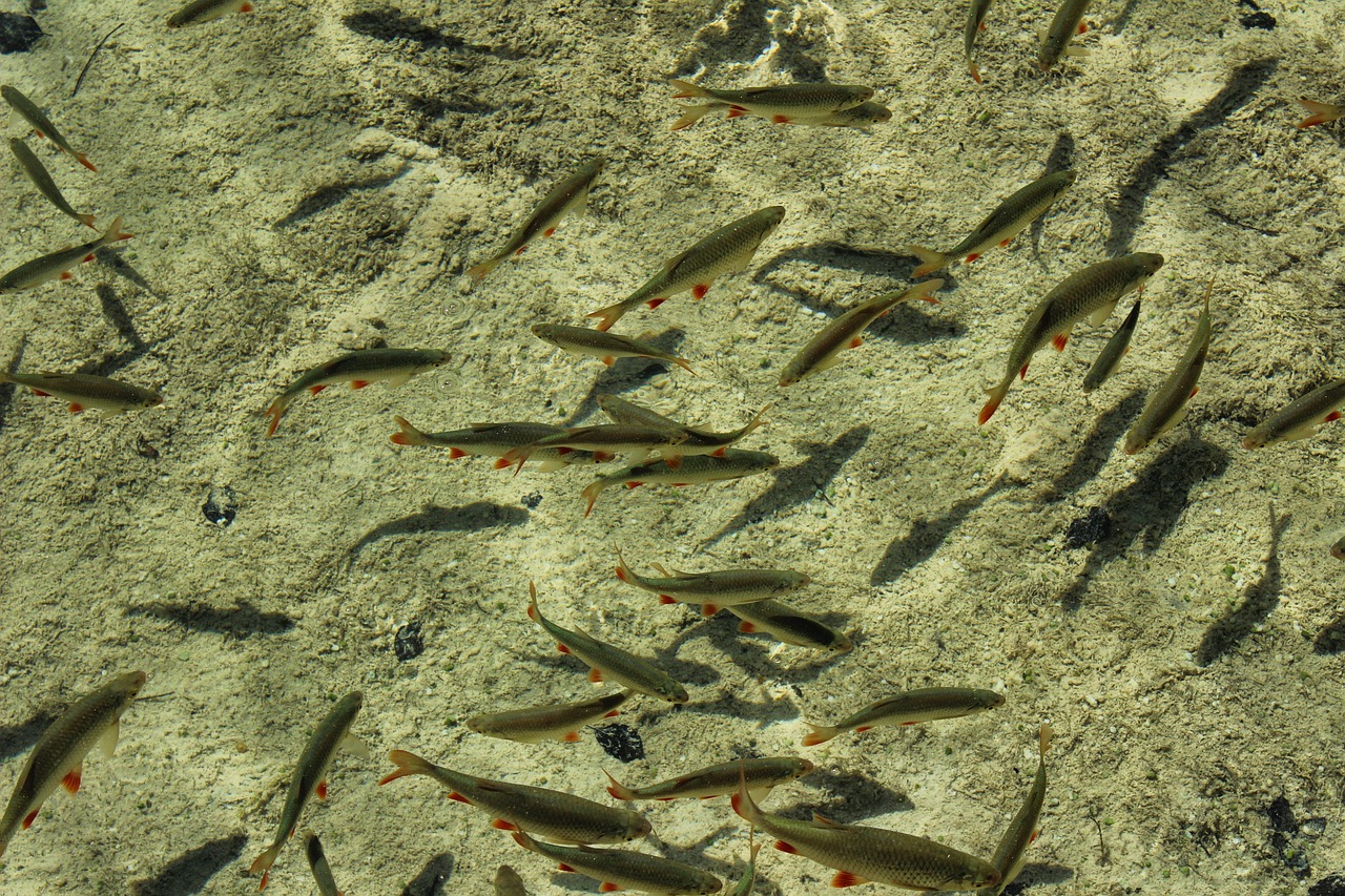 夢(mèng)中的水世界，魚群涌動(dòng)的奧秘