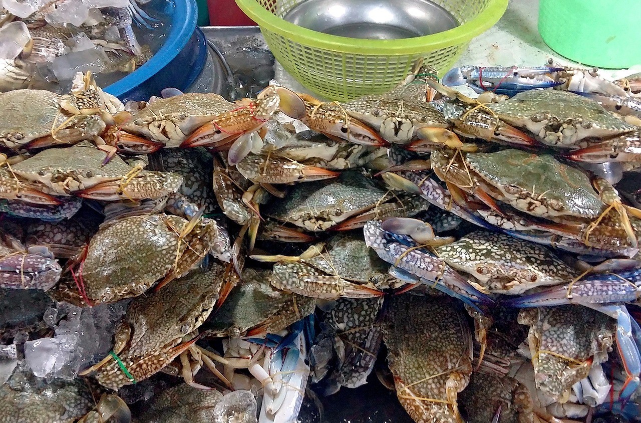 夢(mèng)中奇遇，螃蟹與魚(yú)的共舞