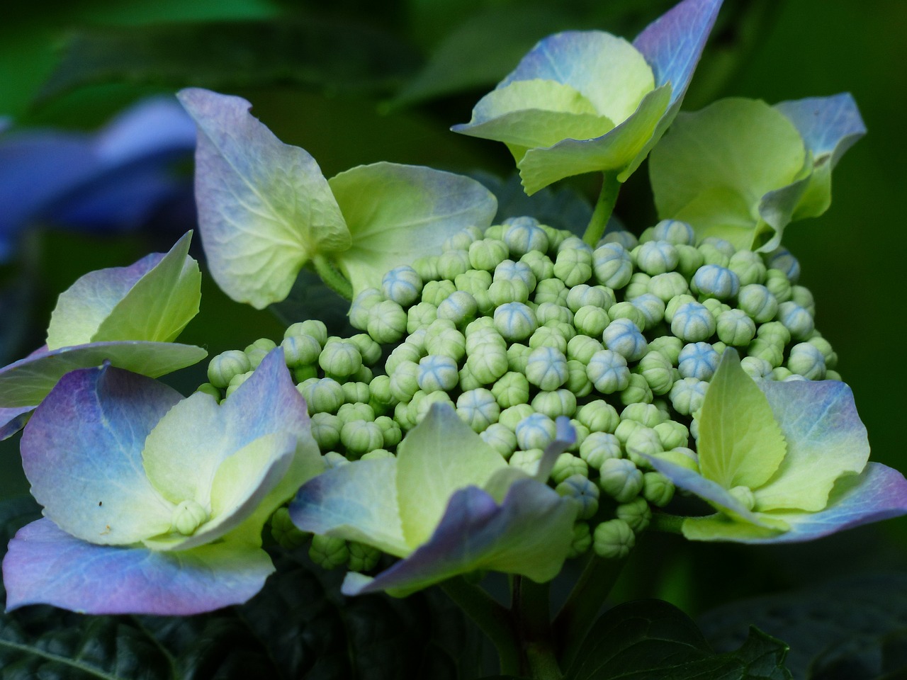夢(mèng)中花?！粓?chǎng)鮮花的絢爛夢(mèng)境