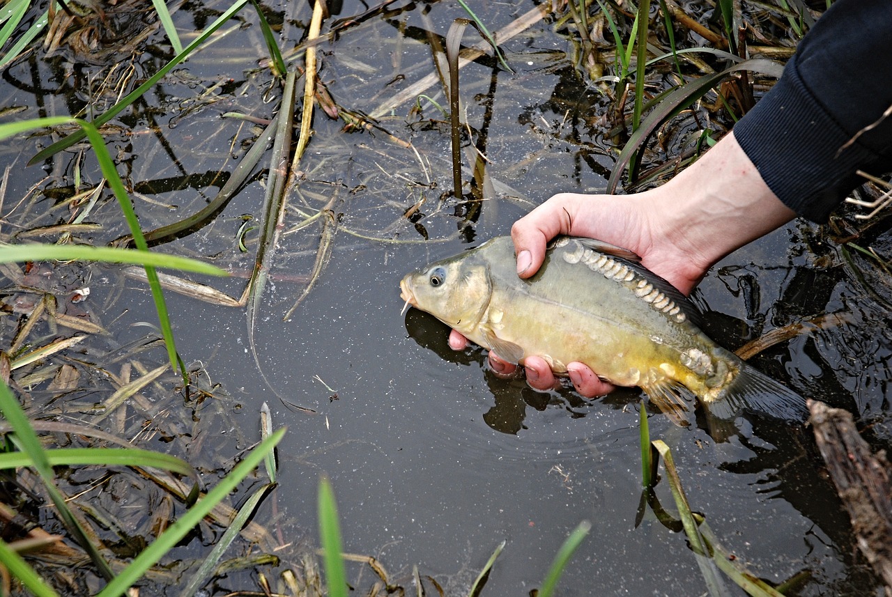 夢釣鯉魚，寓意與啟示