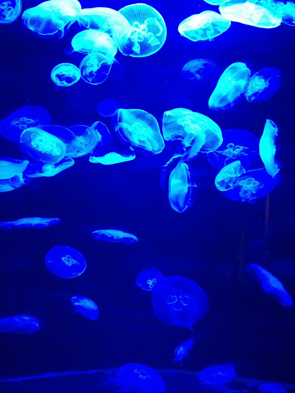 夢到彩色的魚，一場神秘而多彩的夢境之旅