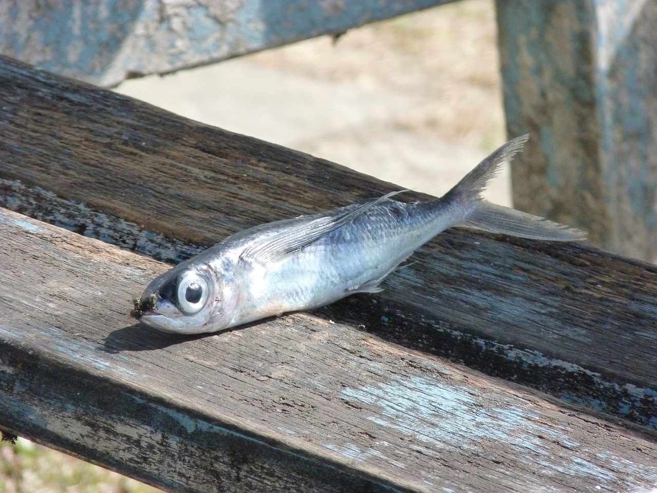 夢(mèng)到撈魚，寓意與解讀