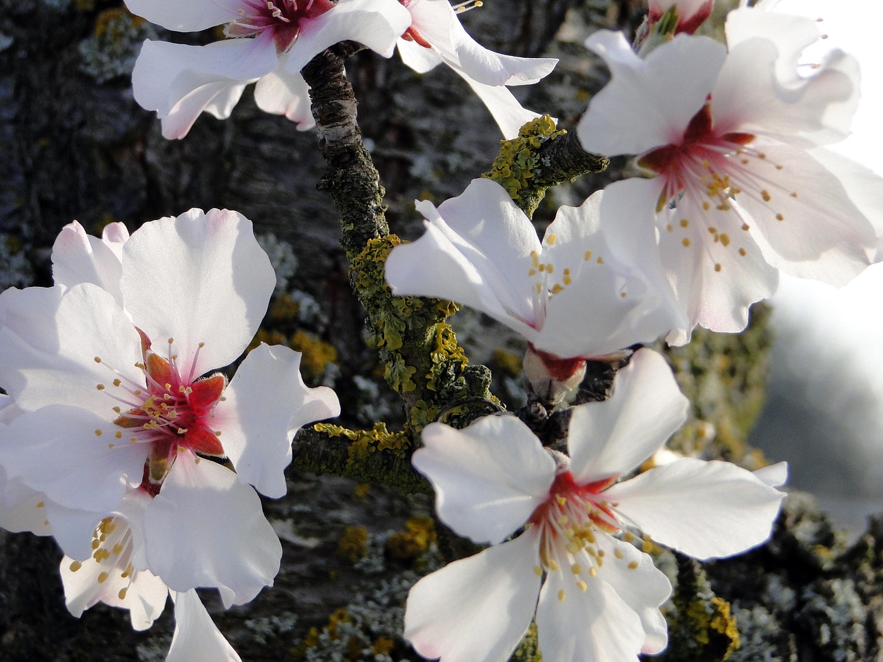夢(mèng)到開(kāi)紅花的寓意與啟示