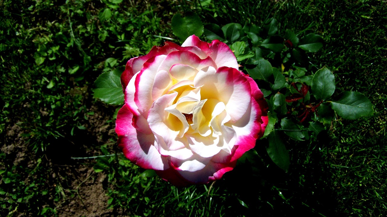 槐樹(shù)花之夢(mèng)，探尋心靈深處的秘密